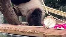 #熊猫 #大熊猫舜舜 越说越挑，就是这么任性