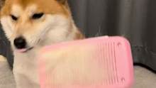 沉浸式梳毛#柴犬日常