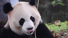 #熊猫 看这熟练的动作 #奶爸带你看熊猫 #国宝 #吃竹子