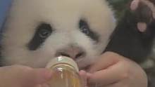 #熊猫 #这也太可爱了吧 喂乖宝宝喝水水