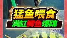 7种猛鱼抢食再起波澜，獠牙野兽体色闪亮，两口撕裂野生大鲫鱼 #宠物 #鳄雀鳝 #招财猫鱼