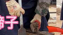 毛驴栽蹄像穿了高跟鞋，用大铲刀给它修蹄子，像砍瓜切菜一样轻松
