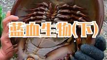 来叔难得遇见老实的花鳗，还碰见亿年的蓝血生物，赶紧放生不能抓（下）