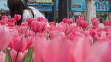 如果你不能亲手种郁金香给爱的人，那就带她回到那个熟悉的地方去看看那片花海吧#郁金香花海 #一束花的仪