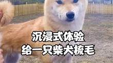 带你沉浸式体验给一直柴犬梳毛，这只狗狗的毛量也太大了吧！ #狗狗 #柴犬 #萌宠