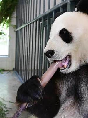 吃饭点都不tao shen#中国保护大熊猫研究中心 #国宝 #大熊猫