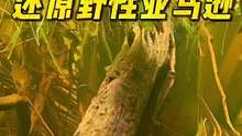 北京鱼友投稿：教你还原野性亚马逊#养鱼日记 #南美缸 #南美缸造景 #原生缸 #原生缸造景 #埃及神