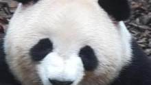 #大熊猫梅兰肉肉 #国宝大熊猫 #善待动物 肉宝宝之前吃笋笋好开心呀，可是到现在肉肉宝宝还没有吃上笋