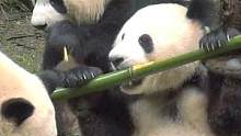 神奇的伪拇指 #你不知道的大熊猫 