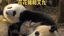 艾九好宠花花猪哦。可能是不屑于欺负弱小吧，看她一手就能把花花控制住#国宝熊猫 #搞笑 #这也太可爱了