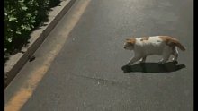 回学校的那晚偶遇的现实版猫捉老鼠[笑哭]