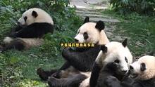大熊猫智商有多高？#熊貓#大熊貓 