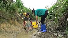 断流的小河沟里土货真多，小明和小丫用抄网就捞到上百条，赚大了