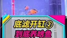 真的要养蟒纹雷龙么？？这么霸气的名字谁起的？？#观赏鱼 #水族爱好者 #雷龙 