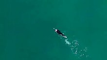 新西兰美女近海游泳引来鲸鱼，结果。。。。。。