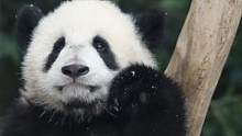 大熊猫们成功搬家，是时候去看看大熊猫的新家园了！