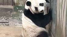 辣么可爱，谁抵抗的了#热门 #动物园 #大熊猫 #