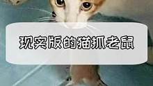 现实版猫抓老鼠，完美配合主人#猫咪 #猫 #养猫养猫 