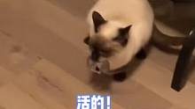 现实版猫和老鼠！11月29日，福州一猫咪凌晨在家中抓到活老鼠，主人被吓到连连后退尖叫，丧失语言能力。