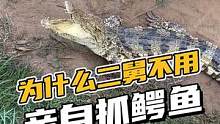二舅来了，鳄鱼毫不犹豫的…逃走了#鳄鱼养殖 