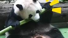 大熊猫的牙口是真好啊！#国宝熊猫的幽默感  #熊猫  #熊猫一刻 