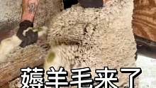 #剪羊毛 #解压
