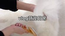 #萌宠出道计划 #宠物出道计划 #萨摩耶 @DOU+小助手  
沉浸式梳毛啦
