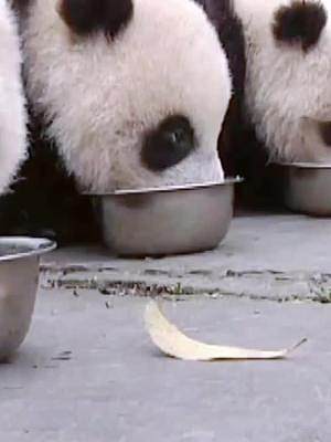 熊猫幼儿园也要过儿童节 每人多盆奶奶#中国保护大熊猫研究中心 #国宝 #大熊猫 #六一儿童节