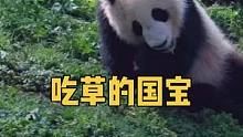 巢天骄呀～草好吃吗？看你吃得津津有味的#国宝熊猫 #国宝不愧是国宝 #动物的迷惑行为 #大熊猫巢天骄