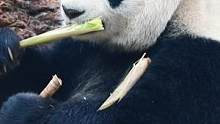 #干饭 明明#大熊猫 吃的是笋，看得我却想吃甘蔗了(´□`｡)#萌宠出道计划 #治愈 #嘎嘣脆 #馋