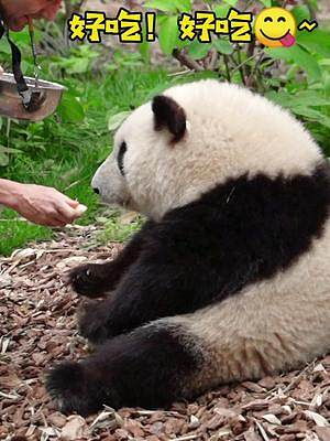 #国宝#大熊猫和花 ：我是你一个苹果就能骗到的小可爱！