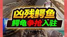 1米2凶残鳄鱼到家第8天，制作1米多长凶残鳄鱼缸，鳄龟竟捷足先登 #家有爬宠 #鳄鱼 #鳄龟