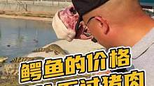 鳄鱼是可怕的动物吗？是的！哪怕隔着笼子！#鳄鱼养殖场 