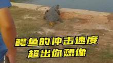 鳄鱼的冲击速度超出你想像，挖鳄鱼蛋被咬一瞬间…#鳄鱼 #鳄鱼养殖场 #鳄珍 #鳄鱼皮带 