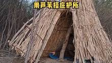 独自一人户外用芦苇靠着树搭了一个临时庇护所，露营野餐过夜。#户外技能 #户外露营 #户外野餐 #户外