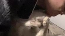 咱也不知道为什么那么执着的要亲一只猫#家有傻猫