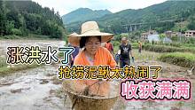 洪水漫过河岸，田里到处是泥鳅，燕子跟村民疯狂抢捞场面太热闹了