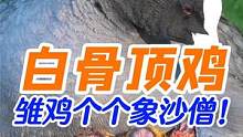 新鸡种：雏鸡长相似沙僧，成年额头发白，养殖一只广东能卖到250 #白骨顶鸡 #白骨顶鸡养殖