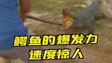 鳄鱼的爆发力速度惊人，挖鳄鱼皮带被咬…#鳄鱼 #鳄珍 #鳄鱼皮带 #潮流东方季 
