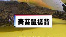 我家的青苔鼠改行了，从清洁工改成搓背按摩的了……