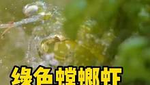 绿色螳螂虾现出真身 #鱼缸里的大自然 #螳螂虾 #frank的私人水族馆 #重新认识地球