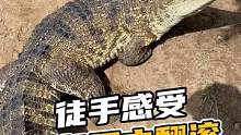 近距离感受鳄鱼的死亡翻滚！#鳄鱼养殖场 #鳄鱼 