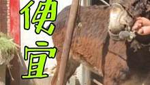 拐驴1天瘦10斤到底咋了？蹄子七扭八歪不像样，18一斤捡个大便宜