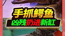 徒手捕捉1米2长凶残大鳄鱼，转手扔入阳台饲养，全网第一爬行新宠 #水族 #宠物 #鳄鱼