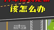 开车撞到宠物该怎么办？#交通安全 #奇葩交通事故 