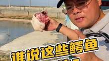 还有谁觉得这些都是假鳄鱼？#鳄鱼养殖场 #鳄珍 