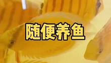 芭比Q了！养鱼的总预算超了的时候
#七彩神仙鱼 #观赏鱼 #热带鱼 #热带观赏鱼 #水族爱好者 #水