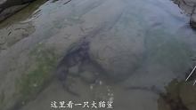 小郑傍晚赶海闯进鲨鱼窝，随便一条都值好几百，这场面令人沸腾#带着快手去赶海 #寻宝计划  