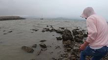 暴雨前赶海，小郑捡到一个“百年螺王”，极品超大个头简直成精了#带着快手去赶海 #寻宝计划 