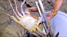 阳仔深夜赶海发现我们这的海胆居然是灰色的，还有洗泡泡浴的螃蟹